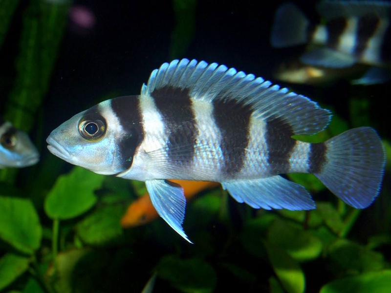 Neolamprologus tretocephalus